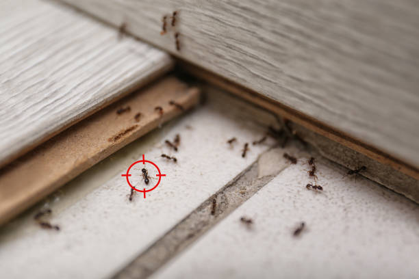 Best Commercial Pest Control Services  in Strawberry Plains, TN