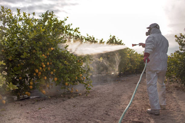 Best Bed Bug Extermination  in Strawberry Plains, TN