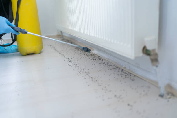 Best Ant Control Services  in Strawberry Plains, TN