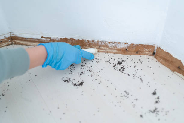 Reliable Strawberry Plains, TN Pest Control Solutions